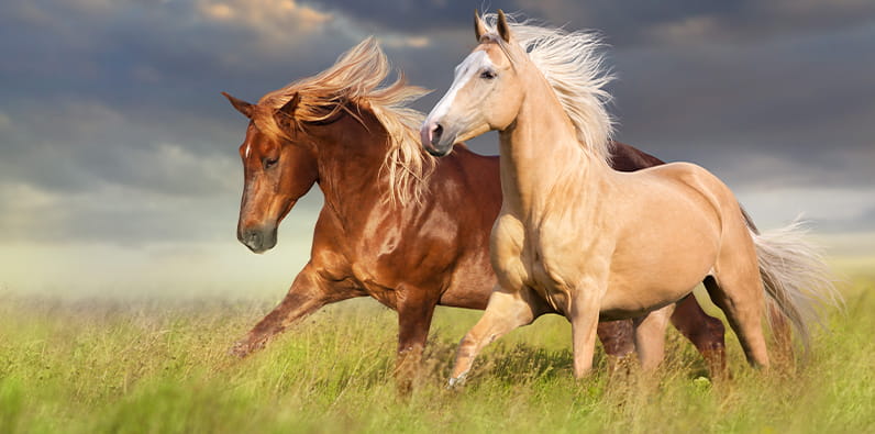 The horse is one of the most popular lucky animals in the world
