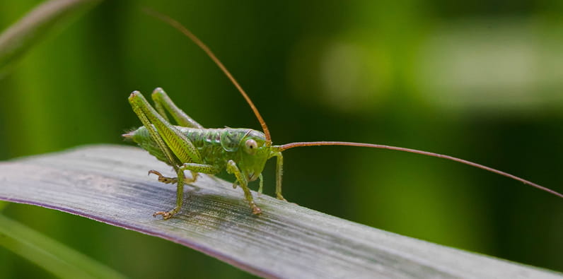 Cricket is considered a lucky Animal in Chinese culture