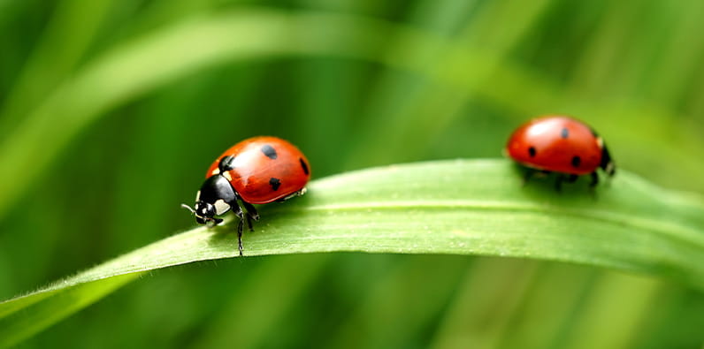The ladybug is considered a lucky Animal a little all over the world