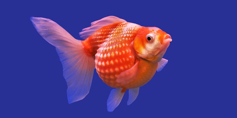 Goldfish is a symbol of luck in Slavic and Chinese culture