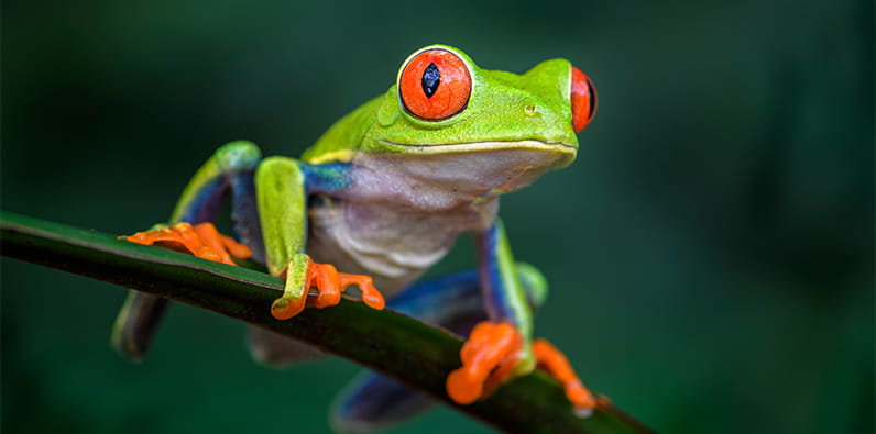 The Frog is considered a symbol of luck in Chinese culture