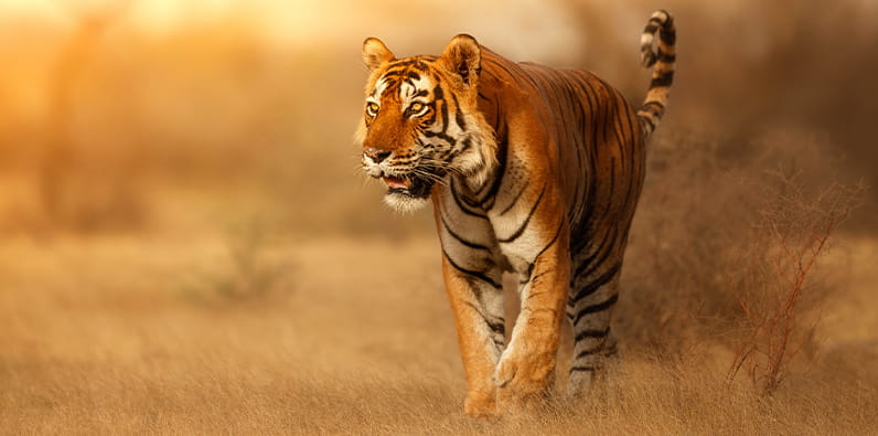 The Tiger is one of the main lucky animals in China