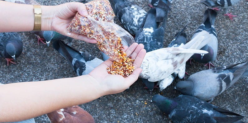 Ban on feeding pigeons in Las Vegas