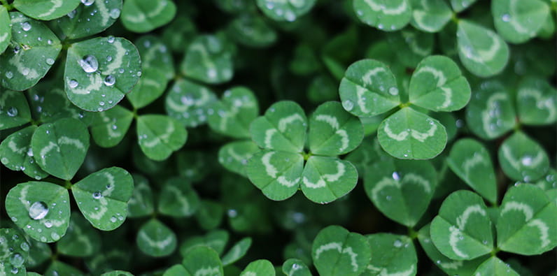 Symbol of luck, The Irish Four-Leaf Clover